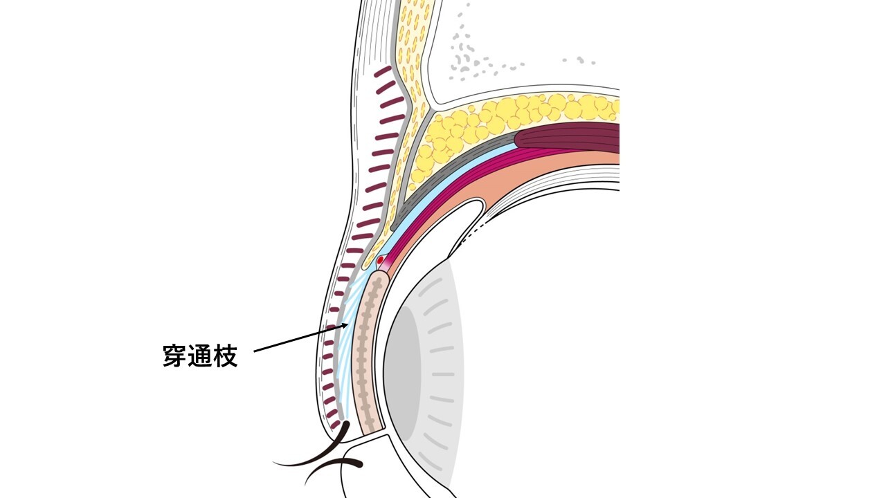 二重瞼(ふたえまぶた)と一重瞼(ひとえまぶた)の成り立ちについて